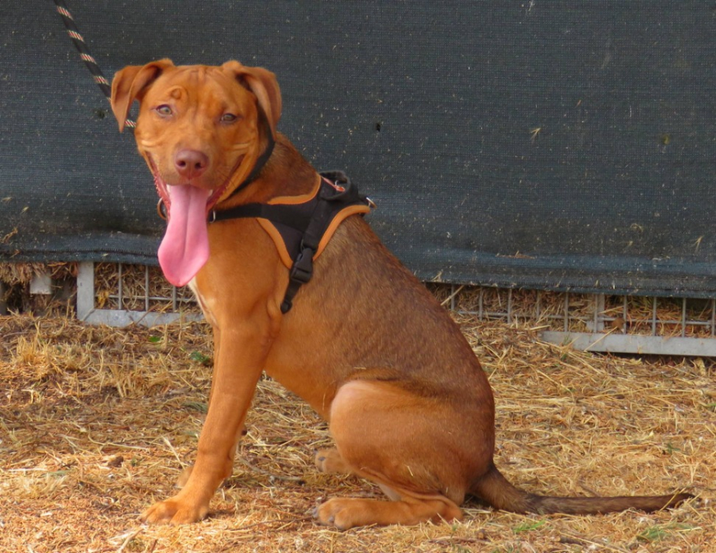 Bianka - Chien à adopter