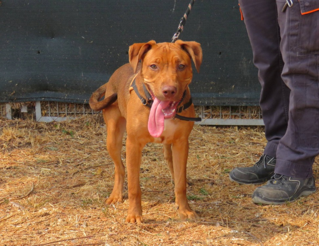 Bianka - Chien à adopter - photo 2