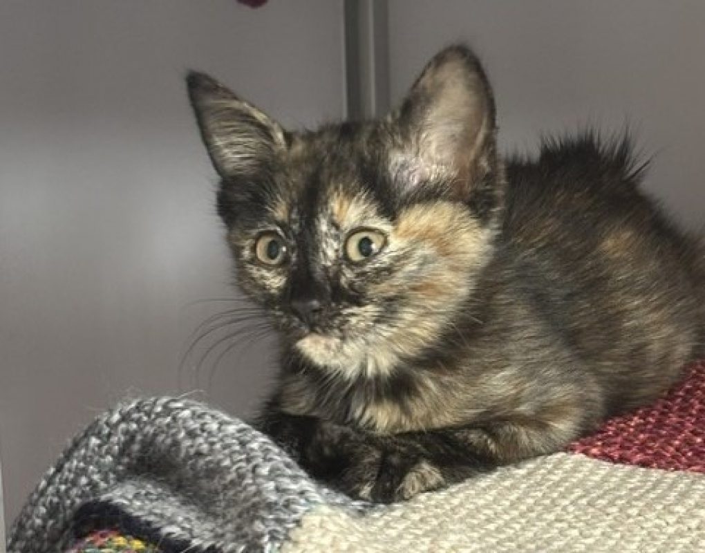 Diana - Chat Européen à adopter