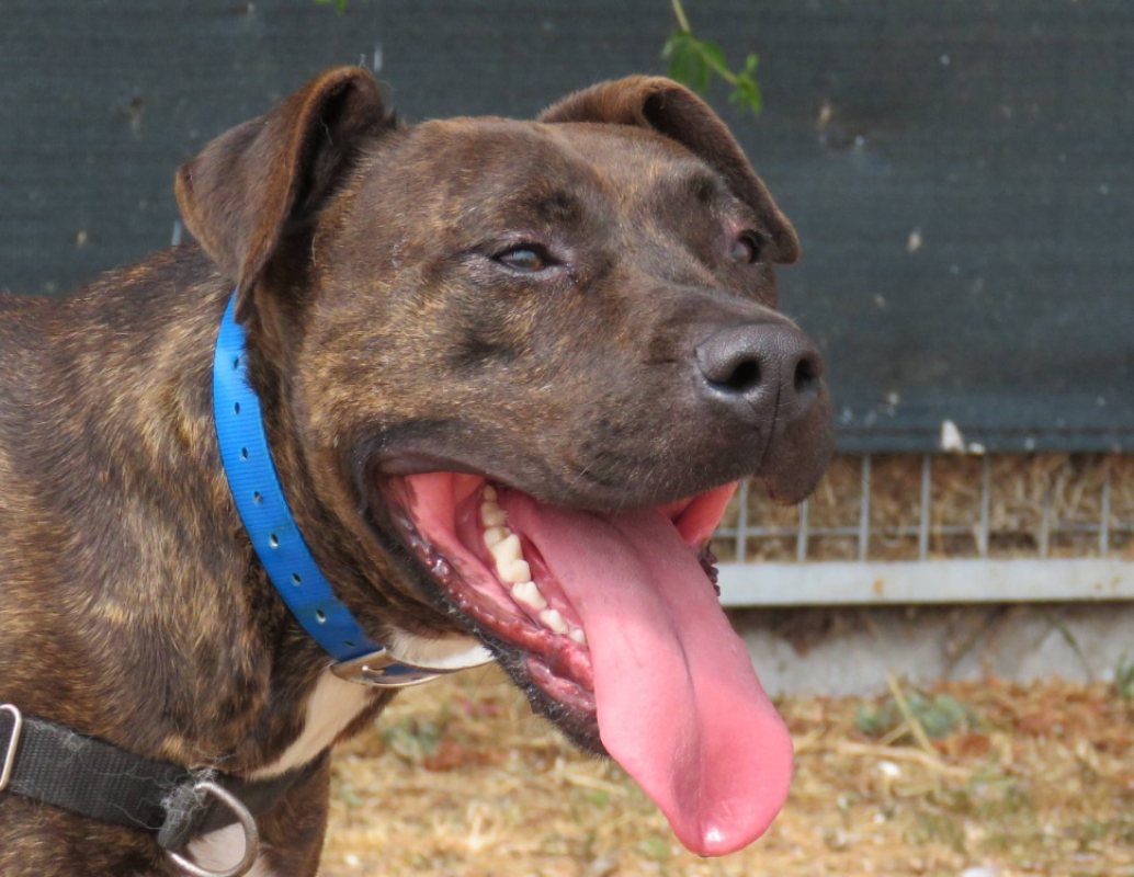 Cooper - Chien à adopter