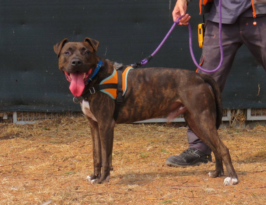 Cooper - Chien à adopter - photo 2