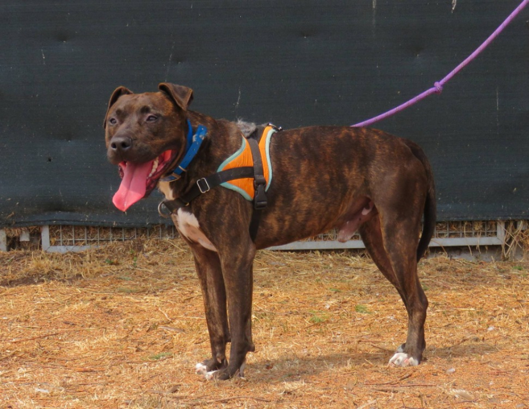 Cooper - Chien à adopter - photo 3