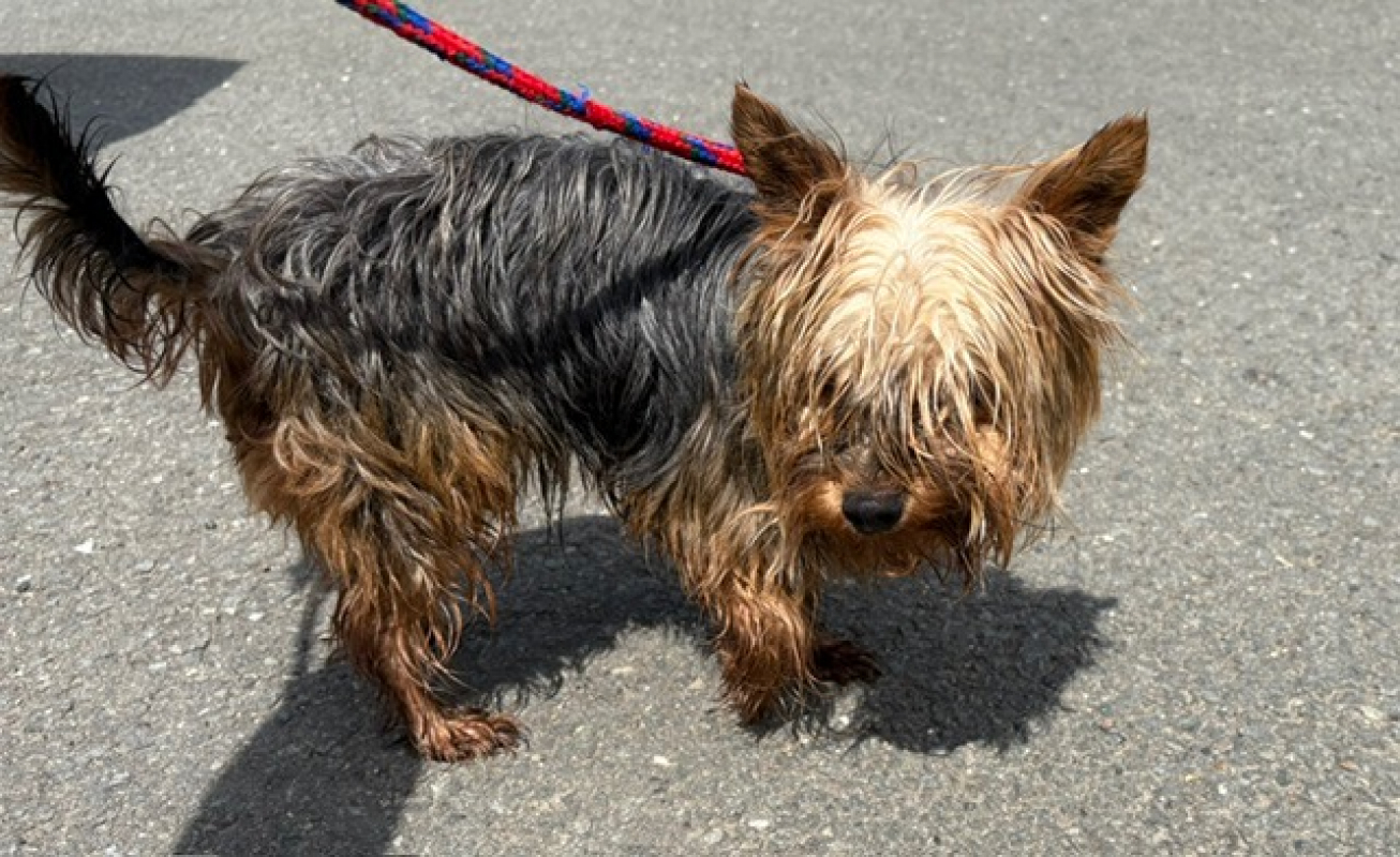 Luc - Chien Yorkshire Terrier à adopter