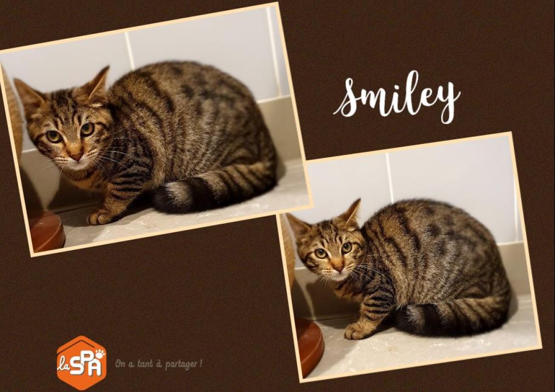 Smiley - Chat Européen à adopter