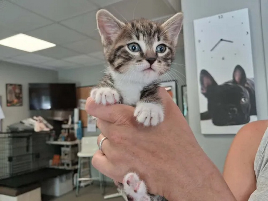 Boomer - Chat Européen à adopter
