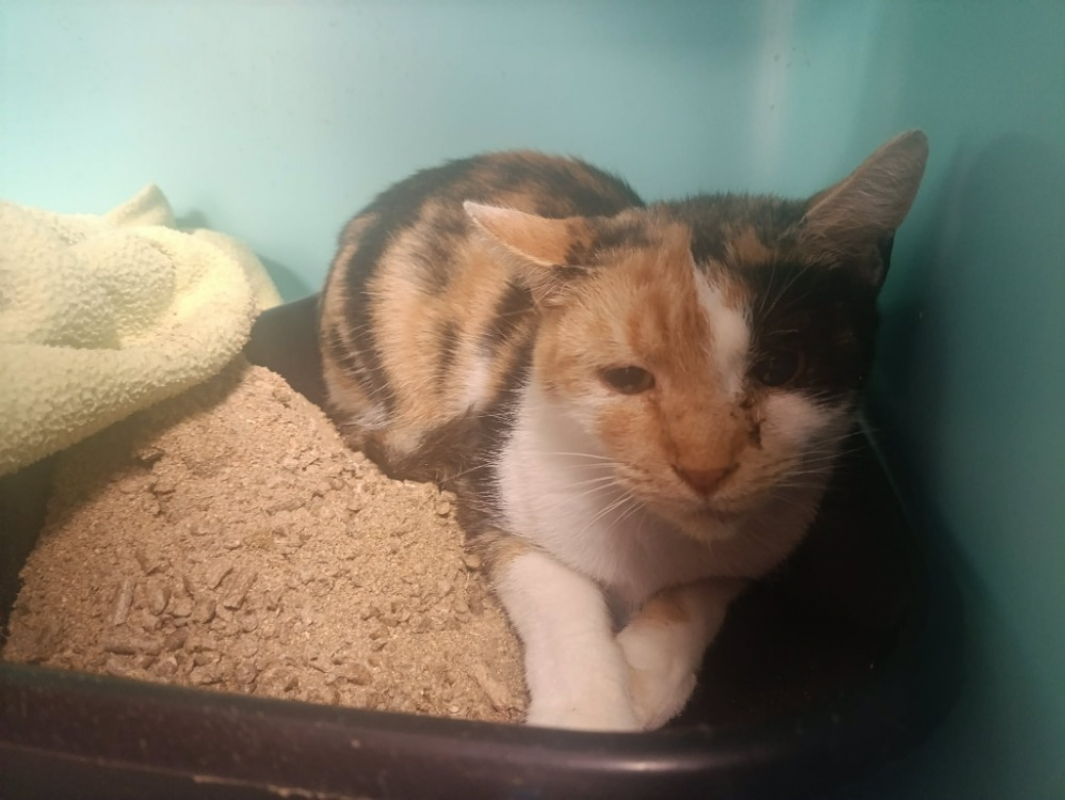 Natsu - Chat Européen à adopter