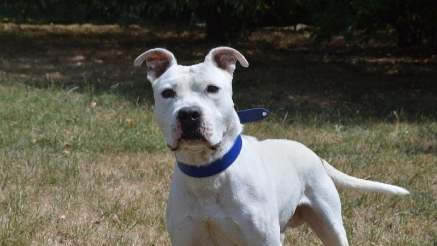 Snow - Chien à adopter