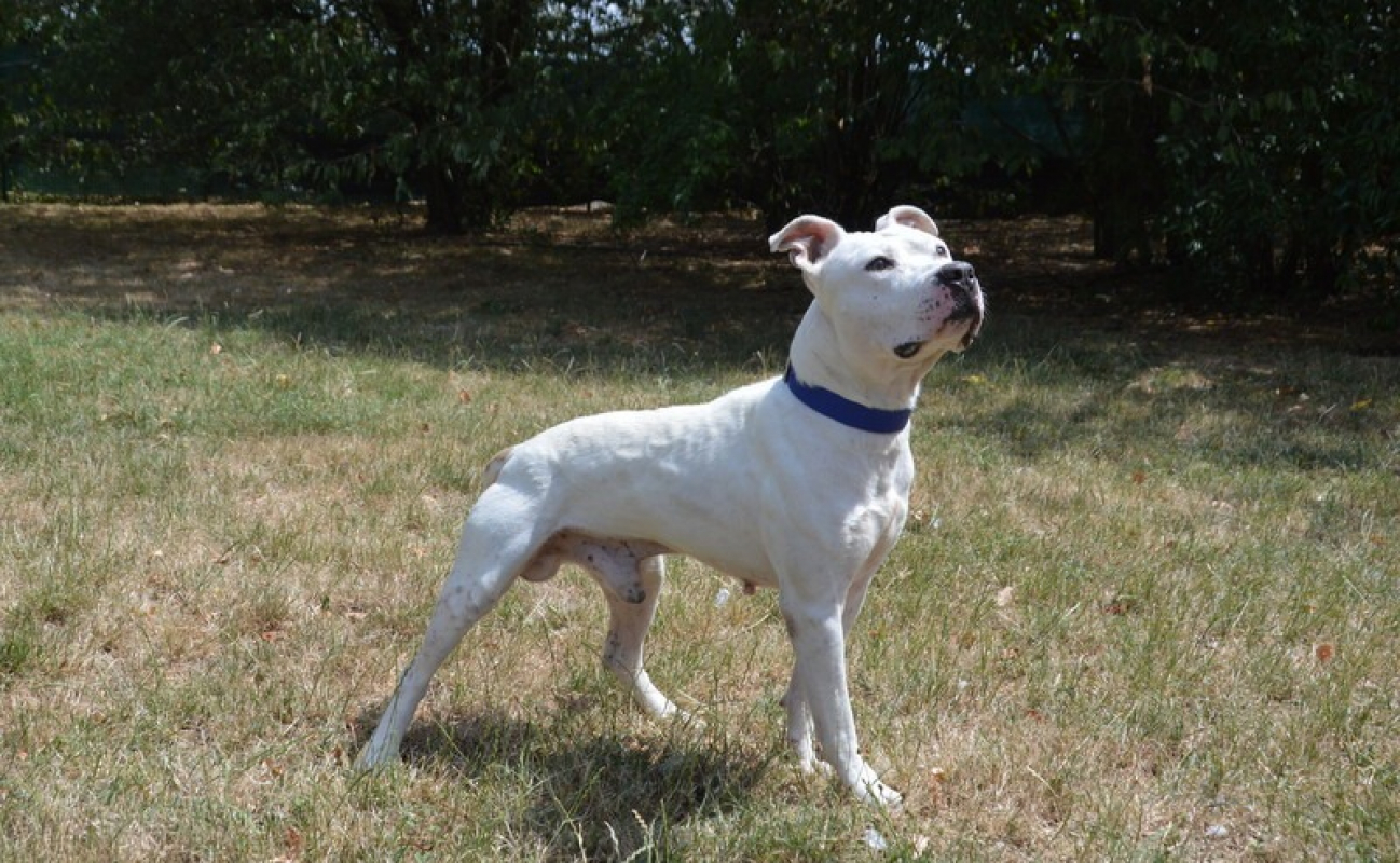 Snow - Chien à adopter - photo 2