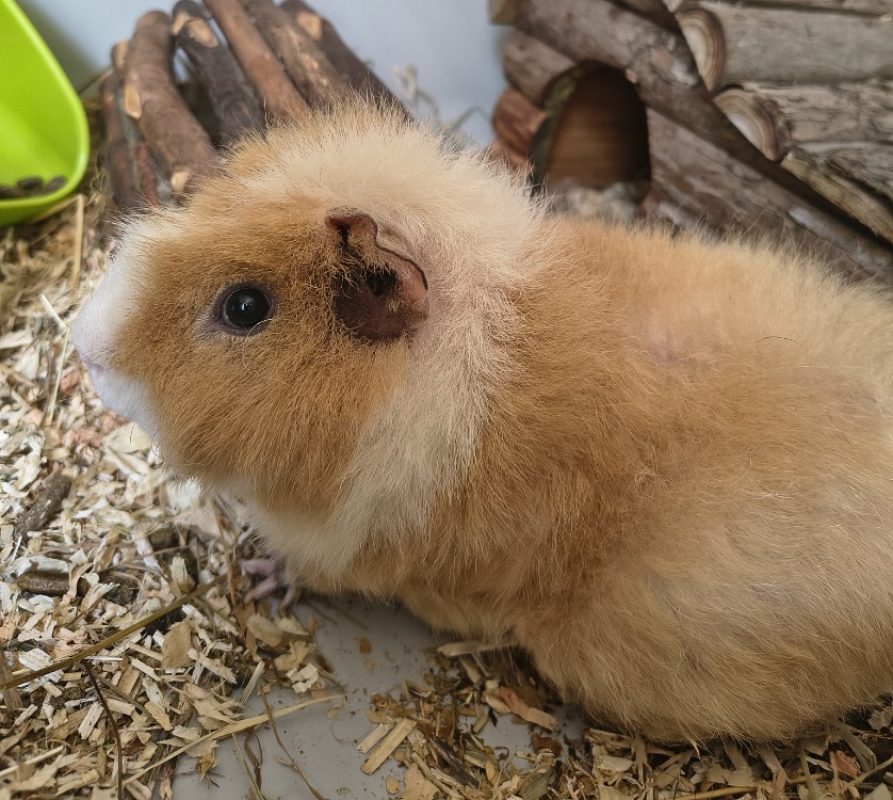 Ilan - Rongeur Cobaye à adopter