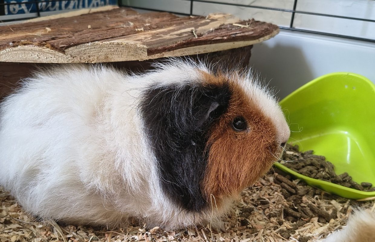 Theodore - Rongeur Cobaye à adopter