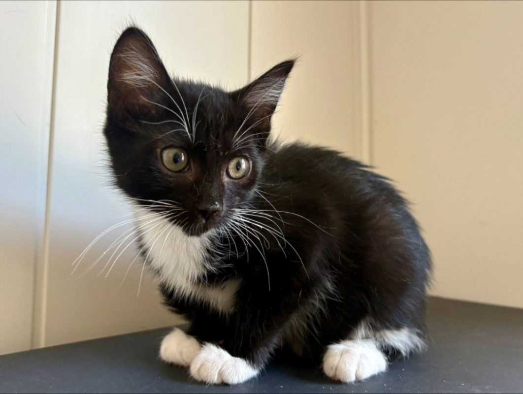 Bagherra - Chat Européen à adopter