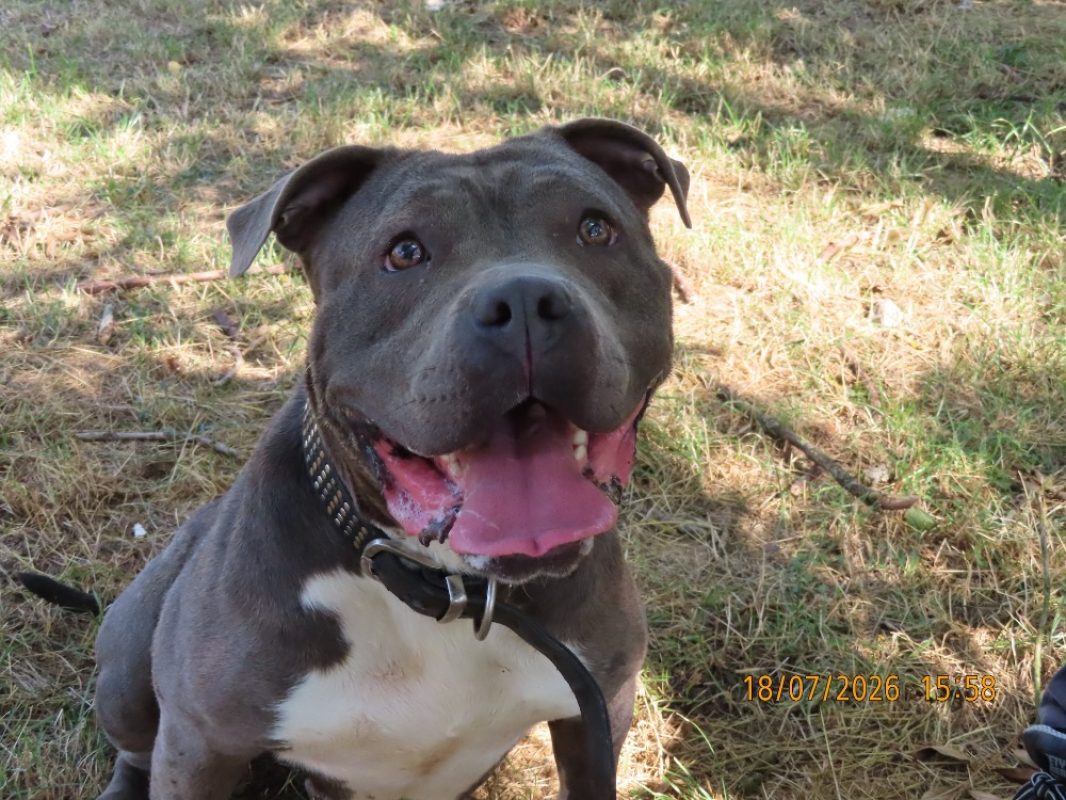 Una - Chien American Bully à adopter