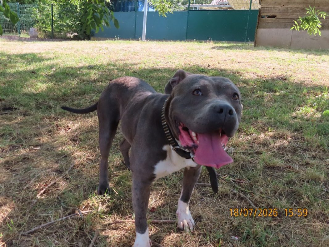 Una - Chien American Bully à adopter - photo 2