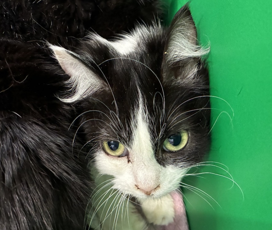 Judith - Chat Européen à adopter