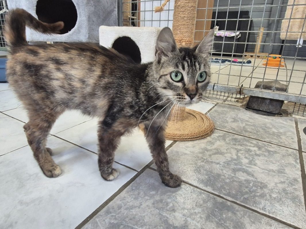 Lys - Chat Européen à adopter