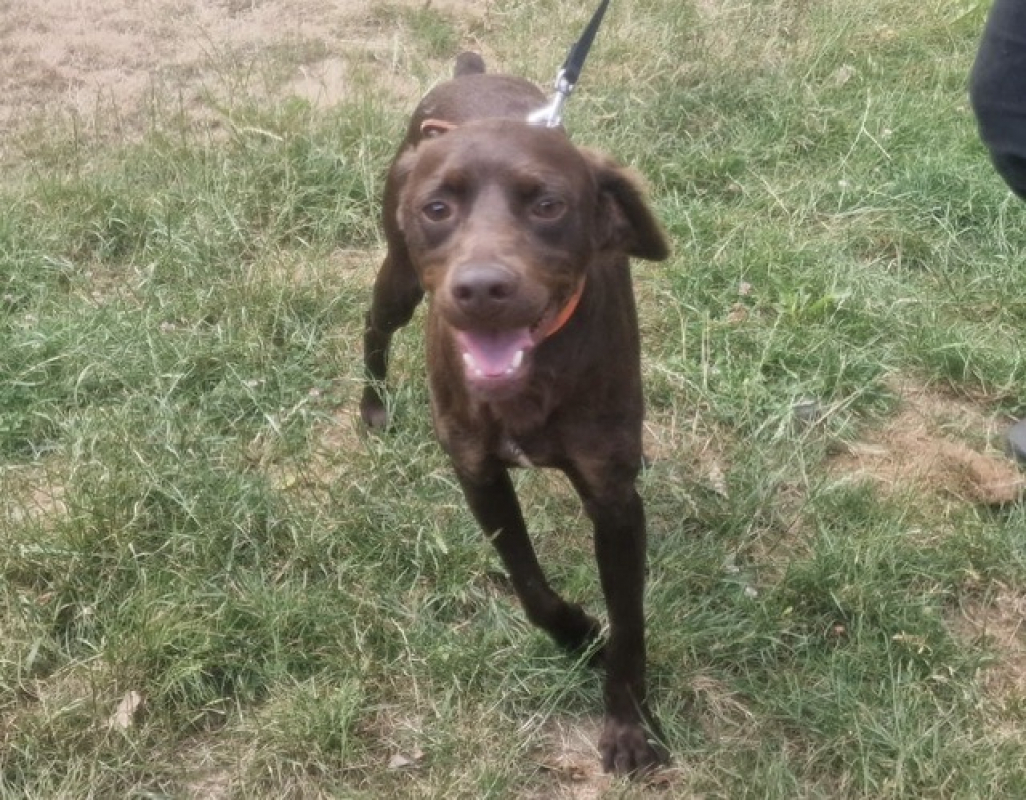 Comeback - Chien à adopter