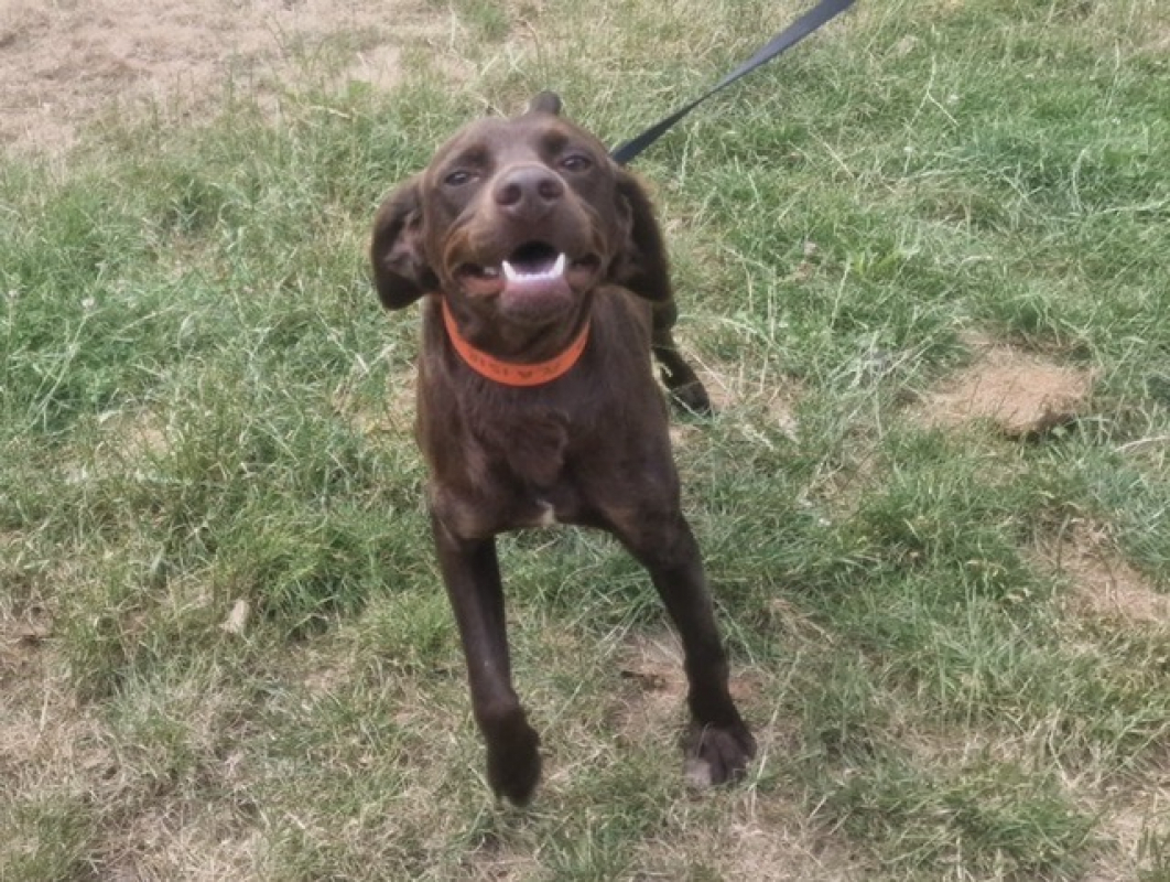Comeback - Chien à adopter - photo 2