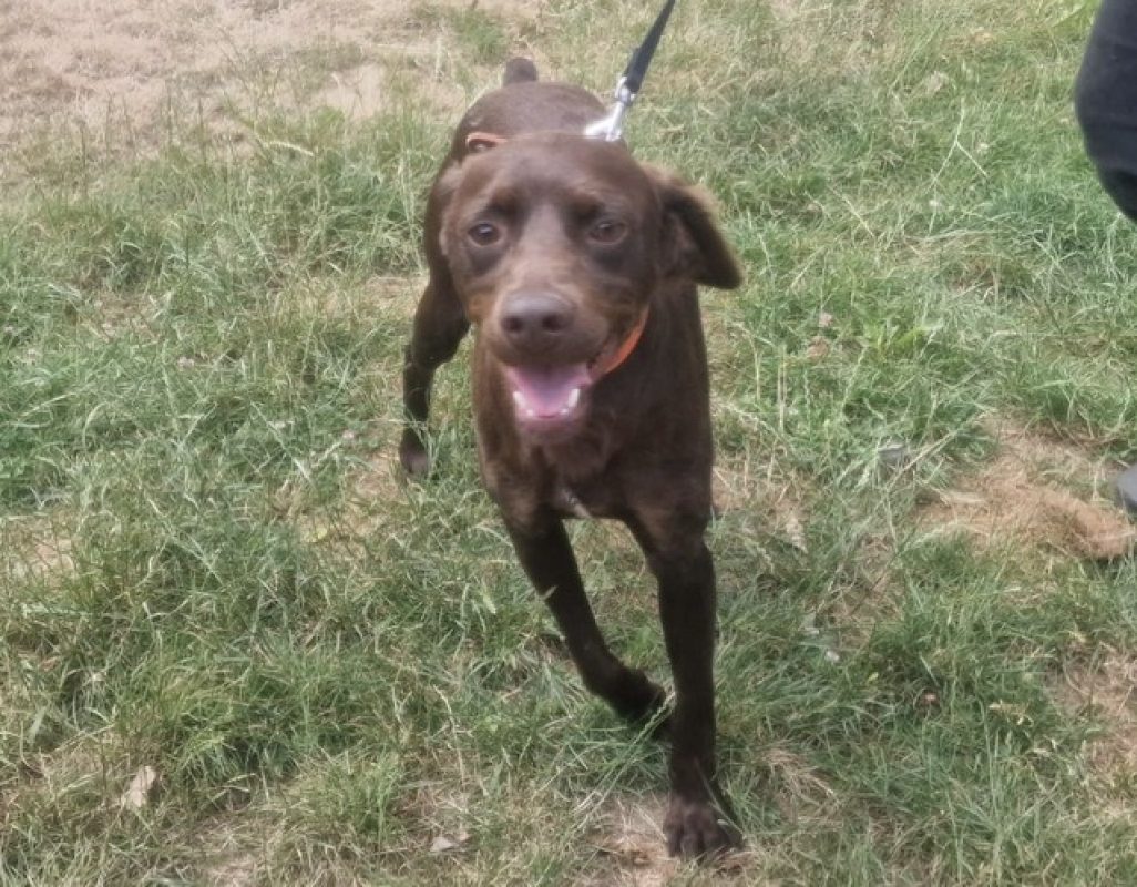 Comeback - Chien à adopter