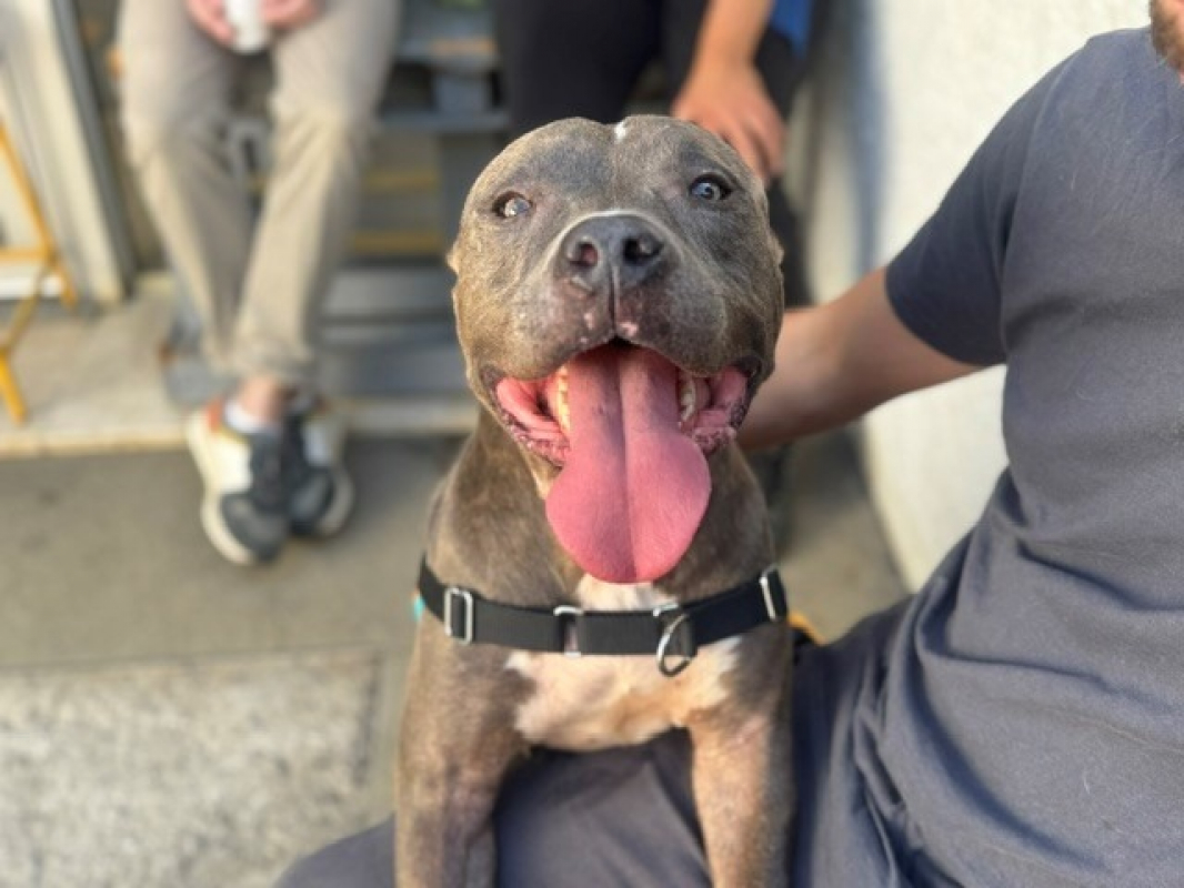 Dayron - Chien à adopter