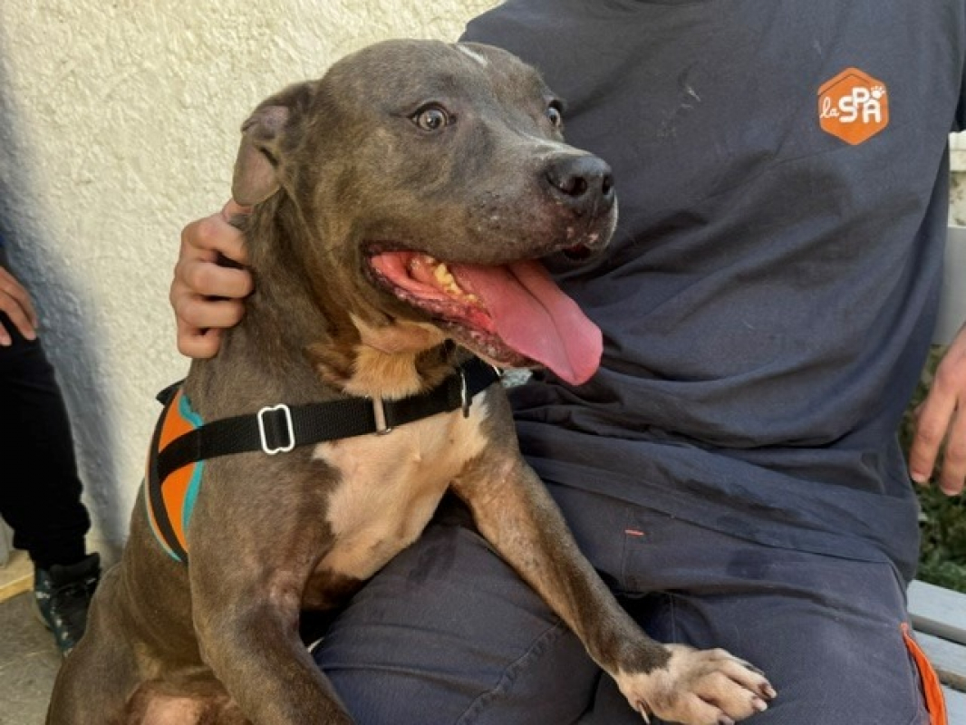 Dayron - Chien à adopter - photo 2