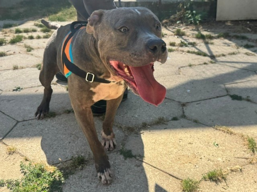 Dayron - Chien à adopter - photo 3