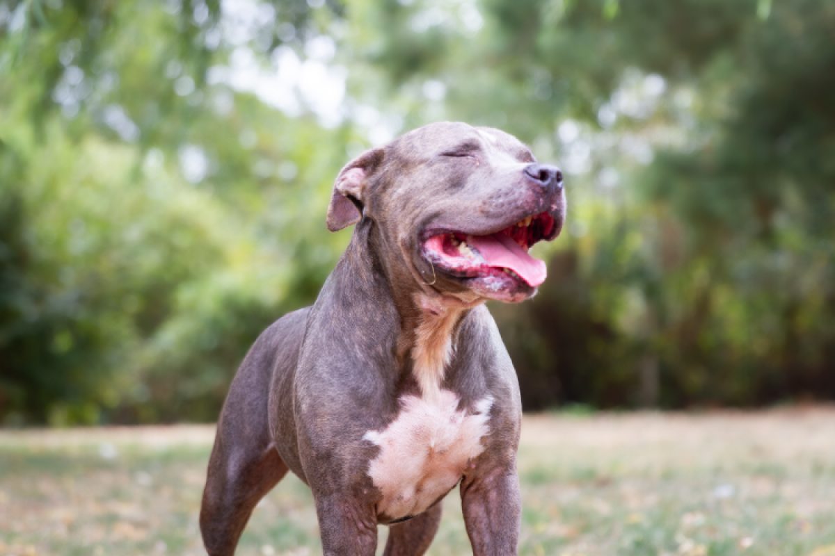 Dayron - Chien à adopter
