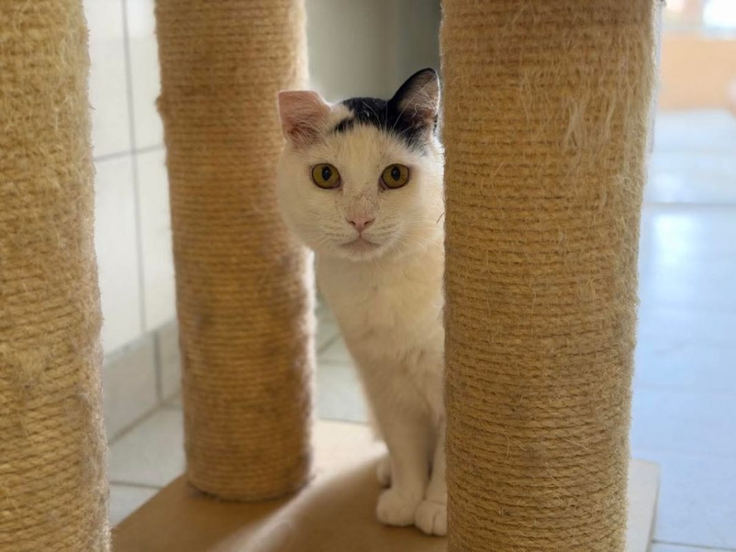 Snow - Chat Européen à adopter