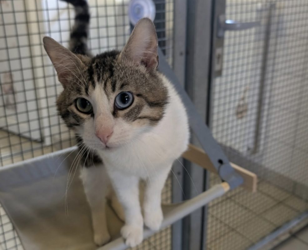 Tom - Chat Européen à adopter