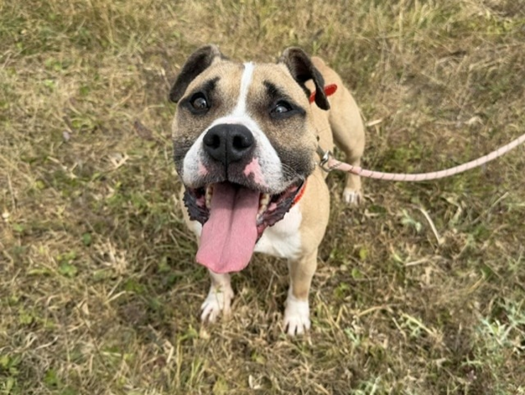 Osiris - Chien à adopter
