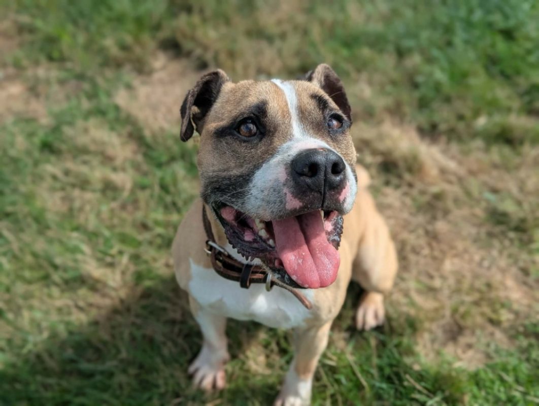 Osiris - Chien à adopter