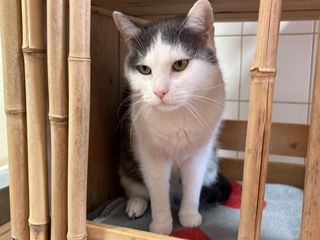Lutti - Chat Européen à adopter