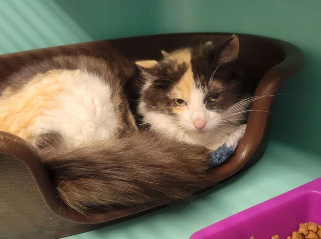 Sacha - Chat Européen à adopter