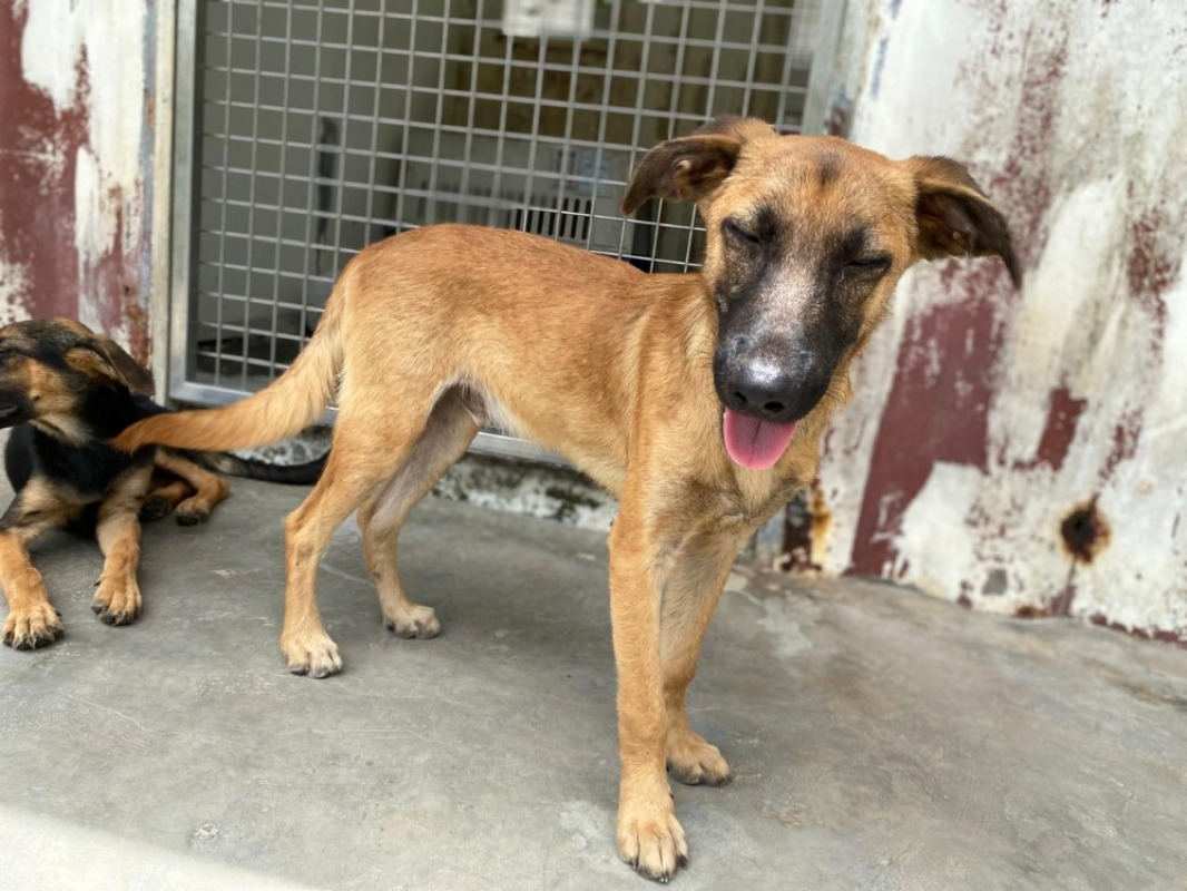 Nino - Chien à adopter - photo 2