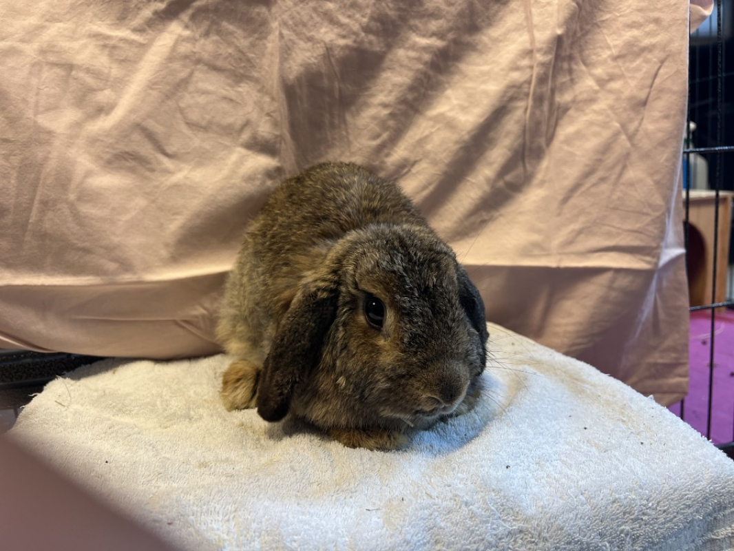 Pissenlit - Rongeur Lapin à adopter