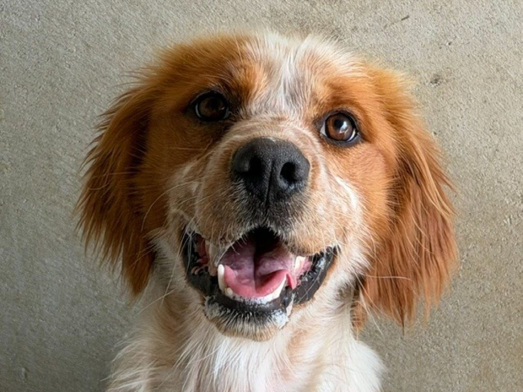 Vasco - Chien Epagneul Breton à adopter