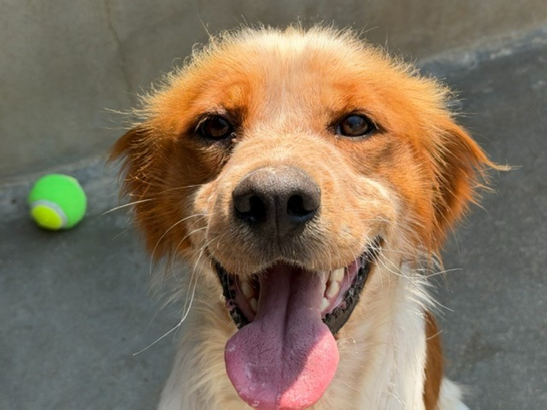 Vasco - Chien Epagneul Breton à adopter - photo 2