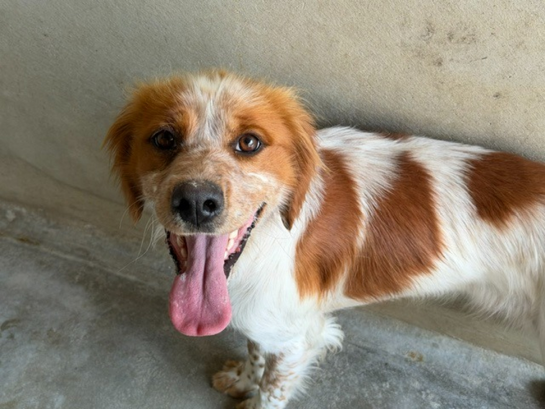 Vasco - Chien Epagneul Breton à adopter - photo 3