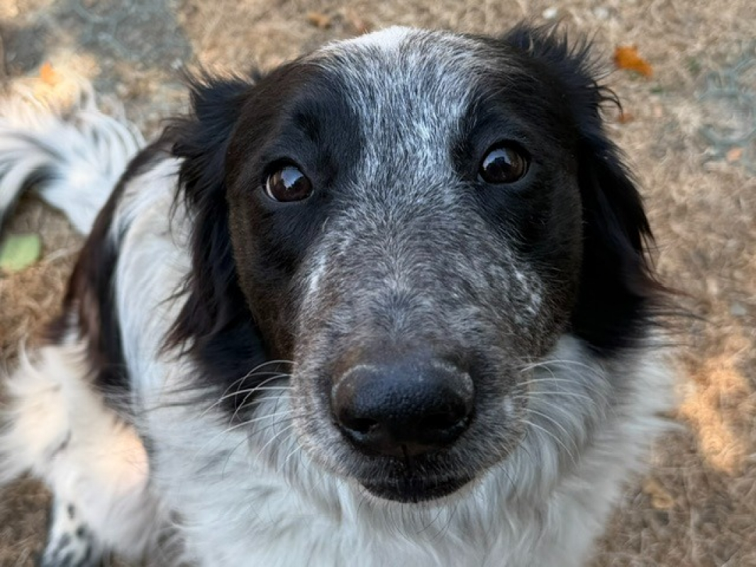 Naïko - Chien Setter Anglais à adopter