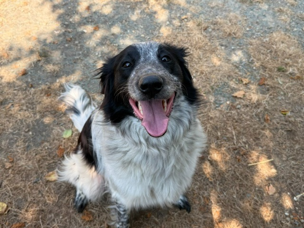 Naïko - Chien Setter Anglais à adopter - photo 3