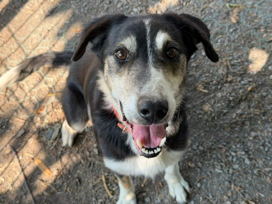 Loupiotte - Chien à adopter - photo 2