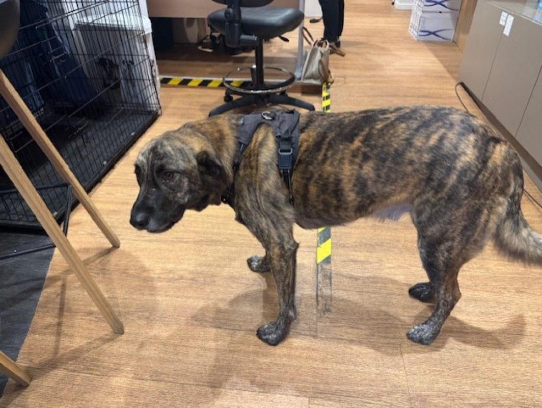 Seven - Chien à adopter