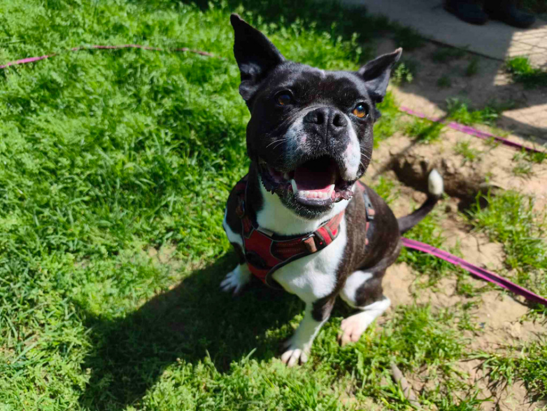 Doug - Chien à adopter