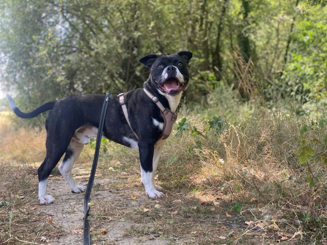 Doug - Chien à adopter - photo 4