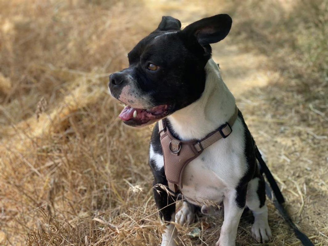 Doug - Chien à adopter - photo 5