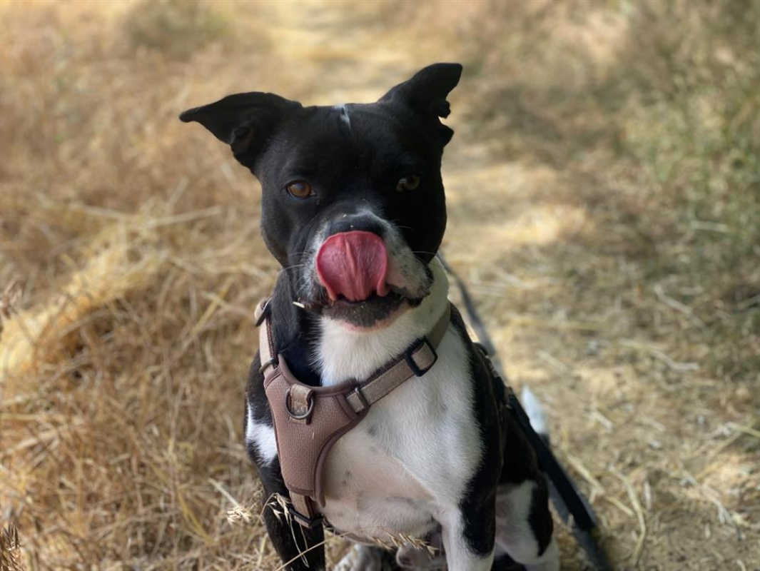 Doug - Chien à adopter - photo 6