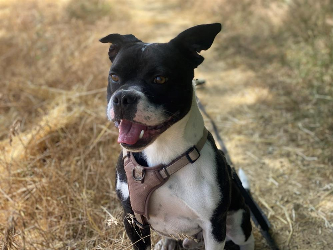 Doug - Chien à adopter - photo 8