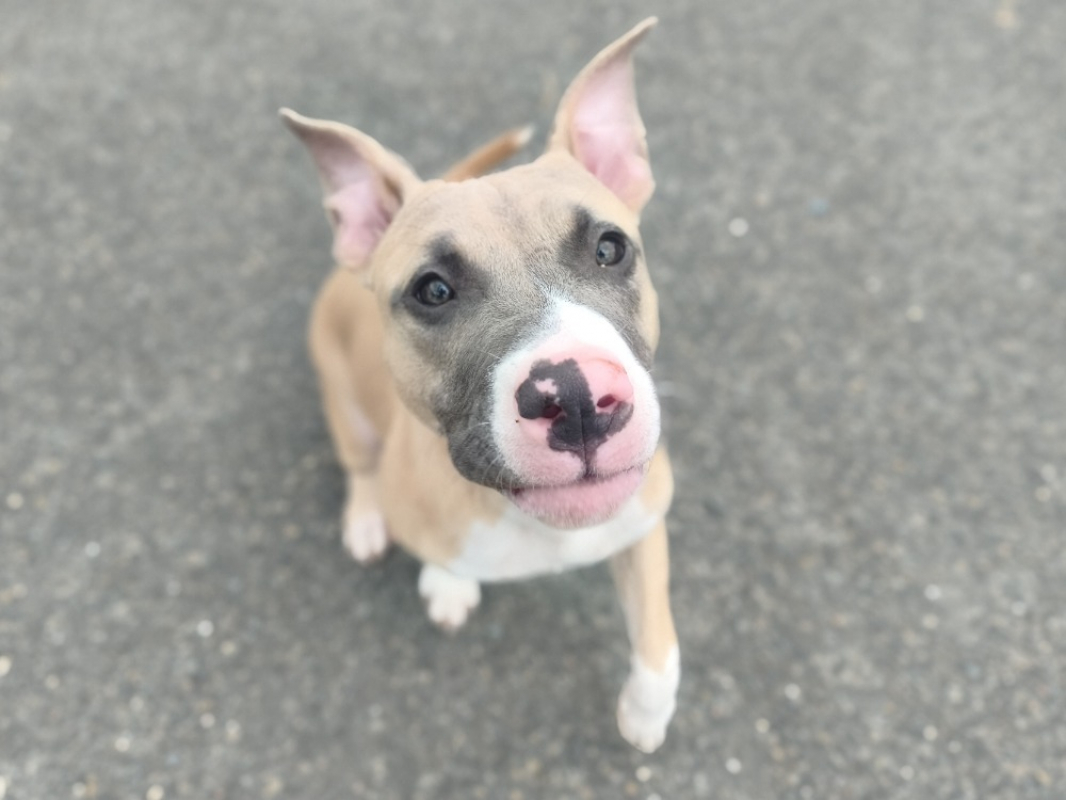 Linkin - Chien à adopter