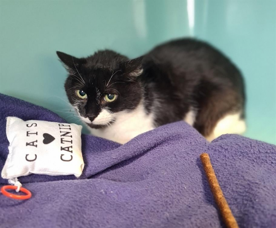 Lina - Chat Européen à adopter