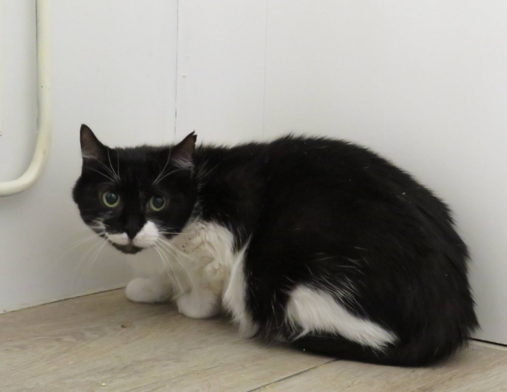 Lina - Chat Européen à adopter - photo 2