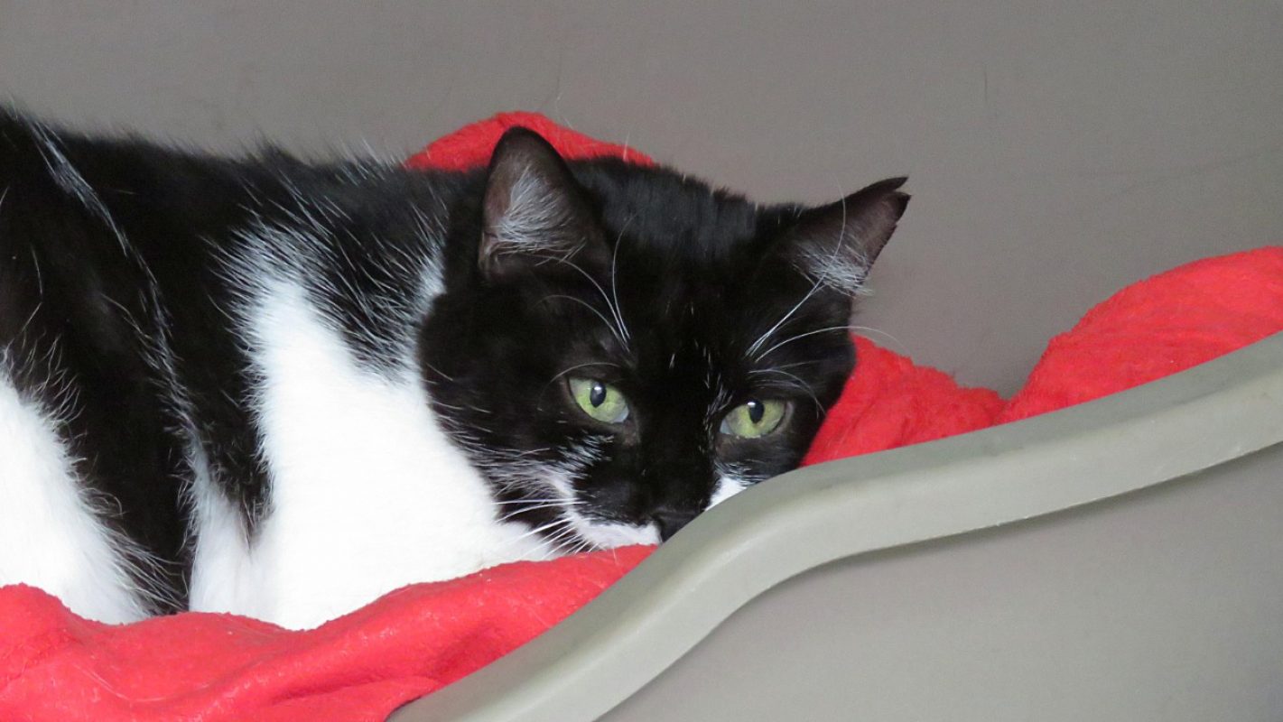 Lina - Chat Européen à adopter